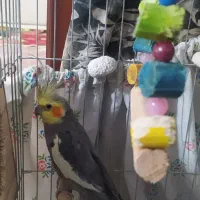 عروس هلندی|پرنده|پاکدشت, پاکدشت (مامازند)|دیوار