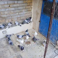 کفترترکیه ای خاص