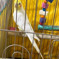 عروس هلندی نر