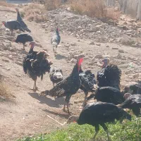 بوقلمون نر و ماده به قیمتهای مناسب|حیوانات مزرعه|الوند, |دیوار