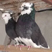 شازده کاکلی