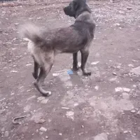 سگ سراب|سگ|رشت, نظری|دیوار