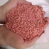 گندم بذر پیشگام بوجاری شده+سم آبیه یک تن