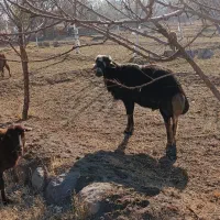 گوسفند بز|حیوانات مزرعه|باسمنج, |دیوار