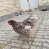 مرغ زینتی پر پا تخم گذار