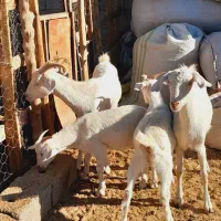 گوسفند بز سانان و بز پاکستان