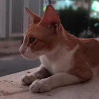 واگذاری گربه نر 8 ماهه