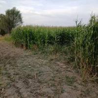 بلال فروشی