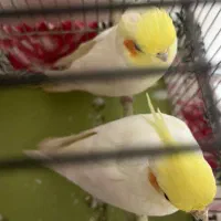 معاوضه طوطی عروس