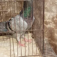 حیوانات پرنده|پرنده|شریف‌آباد, |دیوار