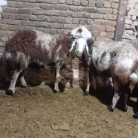 دو راس شیشک