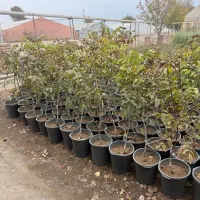 نهال درخت گردو پیوندی وارداتی