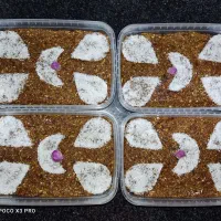 محصولات خرمایی