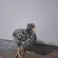 جوجه وتخم ،نژاده پیلموت راک (امروک)و ایام سمانی|حیوانات مزرعه|رشت, فخب|دیوار