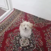 شیتزو تریر|سگ|تهران, زنجان جنوبی|دیوار