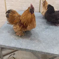 مرغ و خروس مولد کوشین|حیوانات مزرعه|شهریار, دهشاد بالا|دیوار