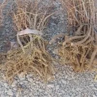 فروش وارسال نهال زرشک وعناب به سراسر کشور