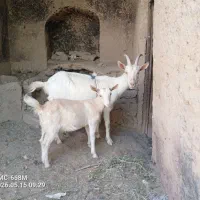 سانن زه اول به همراه بزغاله ماده رگایی