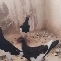 دنش|پرنده|میان جلگه, |دیوار