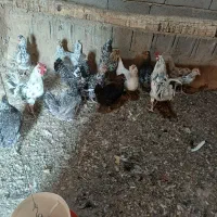 تخمرغ نطفه دار|حیوانات مزرعه|خمینیشهر, |دیوار