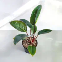 گل و گیاه آپارتمانی|گل و گیاه طبیعی|گناباد, |دیوار