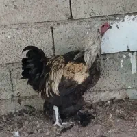 خروس برهما اصل|حیوانات مزرعه|قائم‌شهر, |دیوار