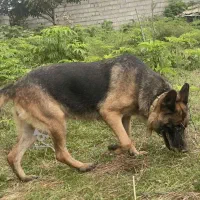 ژرمن اصیل ۱سال و ۴ماهه نژاد اصیل|سگ|عباسآباد, |دیوار