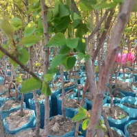 انواع نهال های گلدانی ریشه پرس