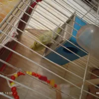 مرغ عشق|پرنده|مشهد, مهدی آباد (بلوار توس)|دیوار