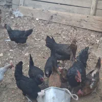 ده‌عددمرغ‌جوان‌تخم‌گذار|حیوانات مزرعه|رونیز, |دیوار