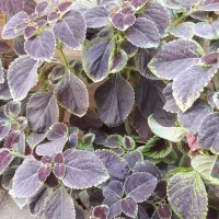 گل حسن یوسف|گل و گیاه طبیعی|شهریار, شهرک بهاران (ویره)|دیوار