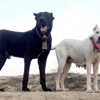 توله ماده افقان|سگ|تربت‌حیدریه, فتح المبین|دیوار