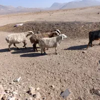 فروش گوسفند داشتی|حیوانات مزرعه|سرچهان, |دیوار