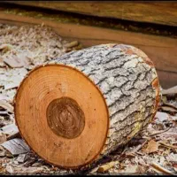 خرید انواع چوب بالاترین قیمت