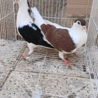 کبوتر جوجه کشی و پرش