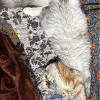 گربه نر برای  (ج ف ت) م ی خوام