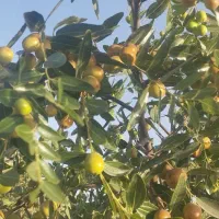 عناب|خوردنی و آشامیدنی|مشهد, طرق|دیوار