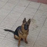 سگ ژرمن