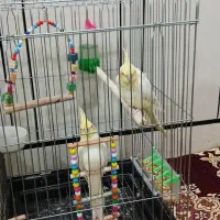 عروس هلندی لوتینو