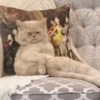 گربه پرشین نر