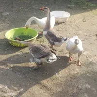 چهارعددقوغازاصل بفروش میرسد