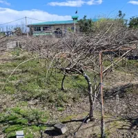 فروش باغ کیوی زمین مسکونی