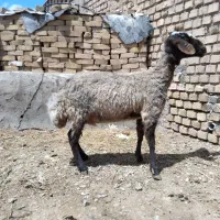 میش قصر