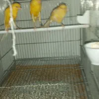 سلام قناری سوپر ماده