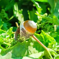 انگشتر سلیمانی وتعدادی سنگ ومهره