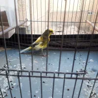 قناری نر ابلق با قفس ۱۰۰۰۰