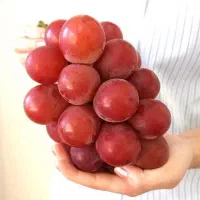 نهالستان مهندس آرمان|خدمات باغبانی و درختکاری|تهران, شهرک چیتگر|دیوار