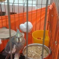 عروس هلندی نر و ماده با ۳ عدد تخم  به فروش میرسد