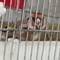 جوجه سهره رام جوجه قفس امسال رسمی