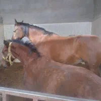 اسب مادیون عرب و کره نریونش|اسب و تجهیزات اسب‌سواری|یزد, |دیوار